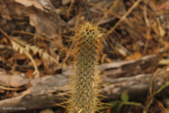 Cleistocactus smaragdiflorus, photograph (c) Lourdes Mariel Quarin, some rights reserved (CC BY)
