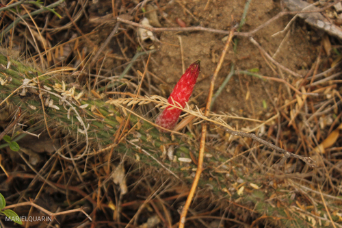 Firecracker Cactus (Cleistocactus smaragdiflorus)