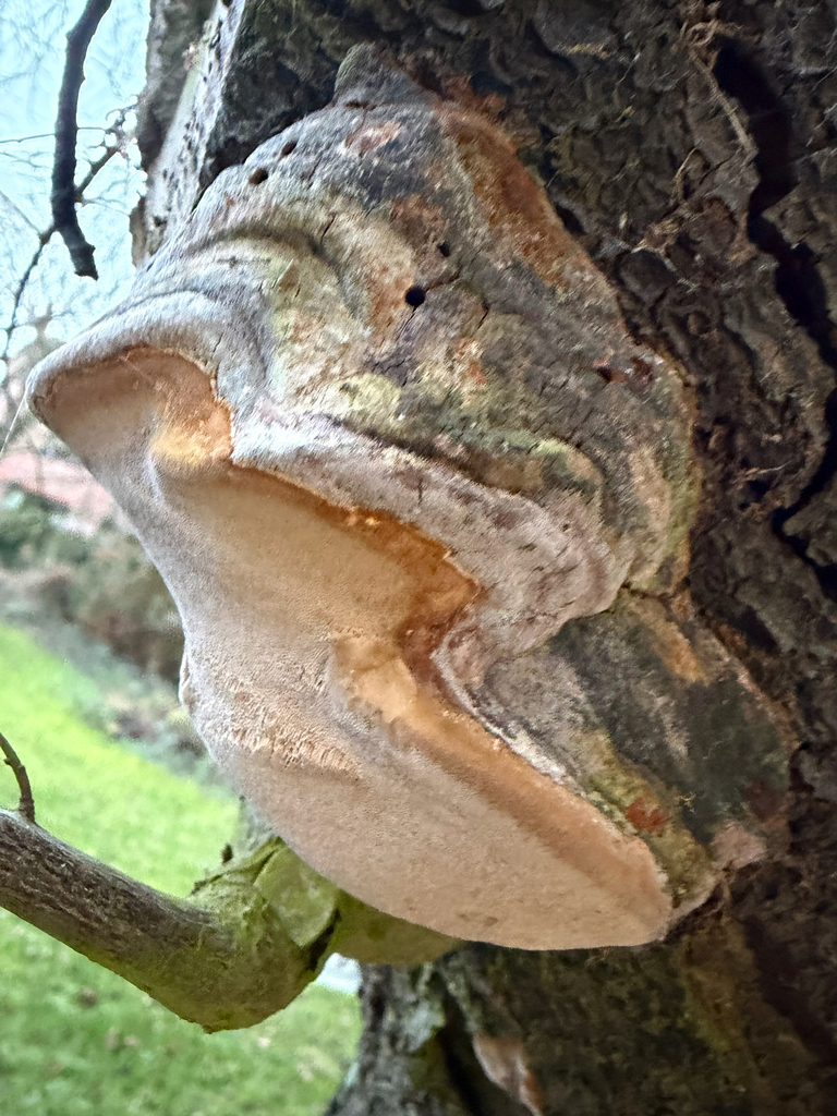 Phellinus pomaceus · January 2026 · photo: © hh525 (iNaturalist, cc-by)