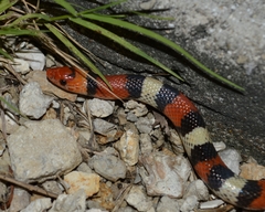 Cemophora coccinea coccinea