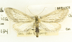 Glaucina macdunnoughi