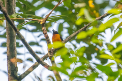 Lanio fulvus