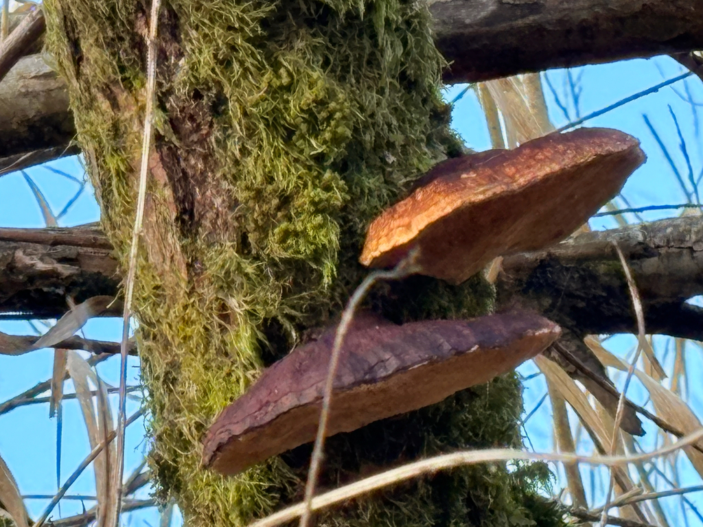 Daedaleopsis confragosa · January 2026 · photo: © arthurscreatures (iNaturalist, cc0)