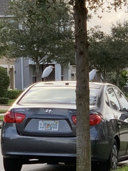 Bubulcus ibis image