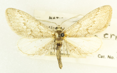 Glaucina erroraria