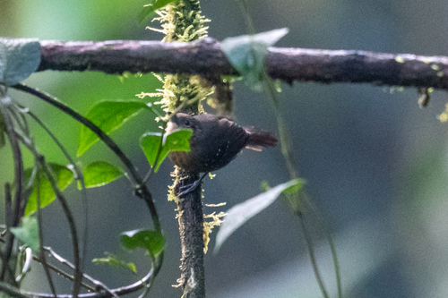 Foothill Stipplethroat