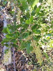 Escallonia pulverulenta