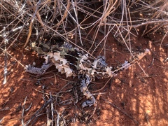 Moloch horridus