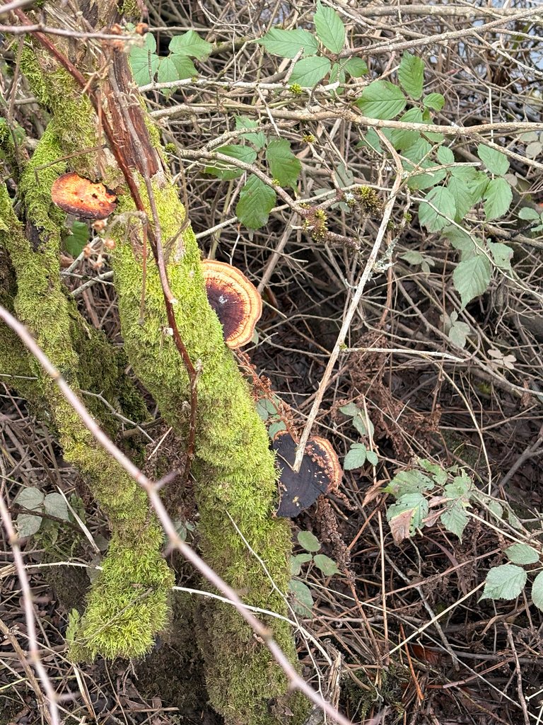 Daedaleopsis confragosa · January 2026 · photo: © arthurscreatures (iNaturalist, cc0)