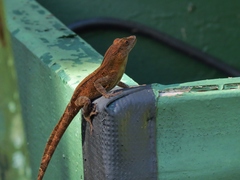 Anolis cristatellus cristatellus
