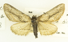 Holochroa dissociarius