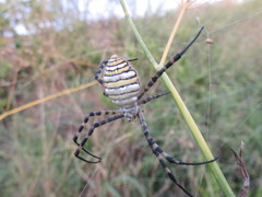 Argiope trifasciata