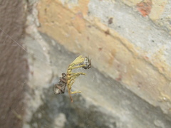 Schizocosa malitiosa