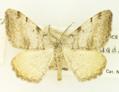 Macaria quadrilinearia