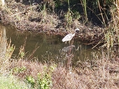 Ardea herodias