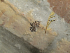 Schizocosa malitiosa