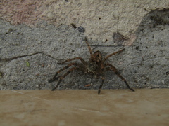 Polybetes rapidus