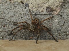 Polybetes rapidus