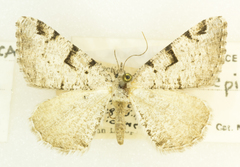 Macaria bitactata epigenata