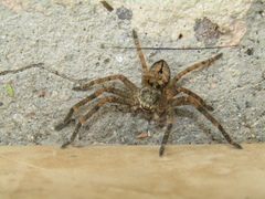 Polybetes rapidus