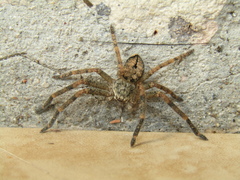 Polybetes rapidus