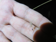 Larinia lineata