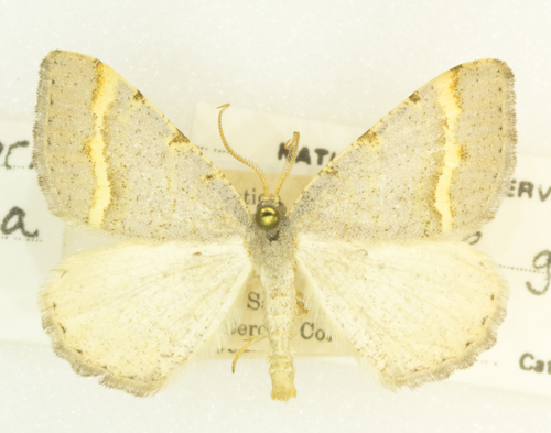 Macaria guenearia photo 2