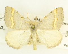 Macaria guenearia