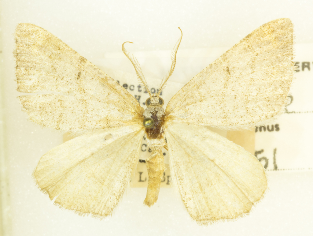 Macaria quadrilinearia