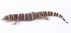Sphaerodactylus nigropunctatus