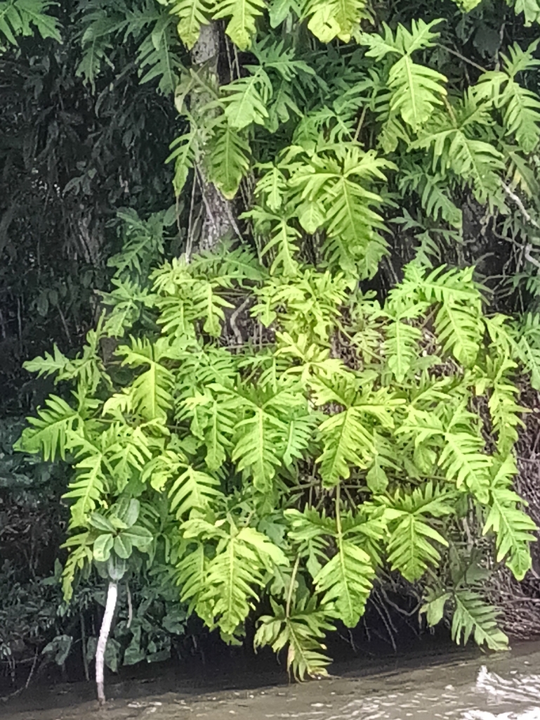 Trầu bà cánh én – Philodendron pedatum
