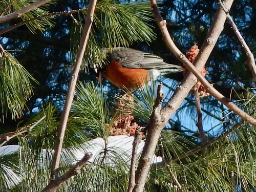 American Robin