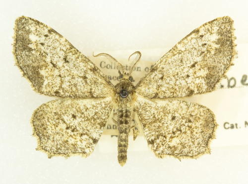 One-spotted Variant photo 3