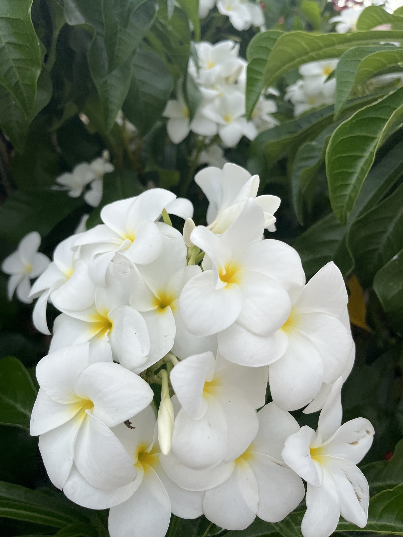 Plumeria pudica