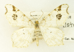 Macaria notata