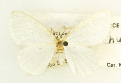 Protitame virginalis