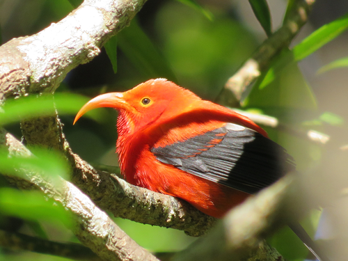 Vestiaria coccinea observed 2026-01-20