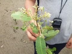 Laguncularia racemosa