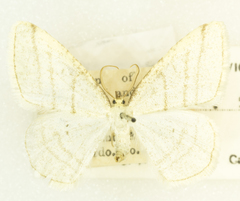 Protitame subalbaria