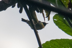 Iridophanes pulcherrimus