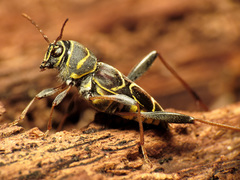 Neoclytus scutellaris