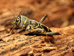 Neoclytus scutellaris