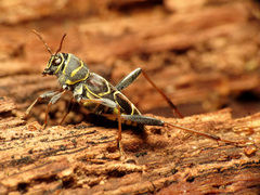 Neoclytus scutellaris