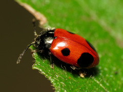 Endomychus biguttatus