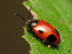 Endomychus biguttatus