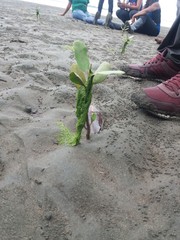 Laguncularia racemosa