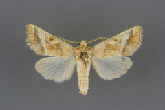 Hexorthodes accurata