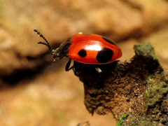 Endomychus biguttatus