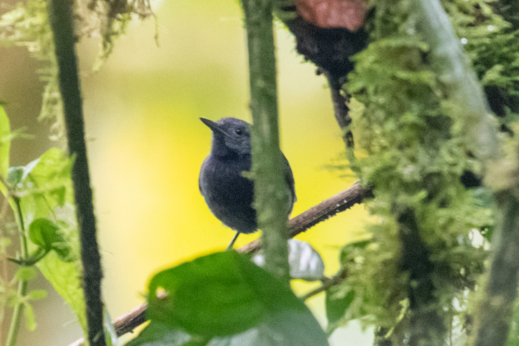 Plain-winged Antwren photo