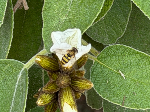 Unknown species found near Central Campus Dr, San Antonio, TX, US